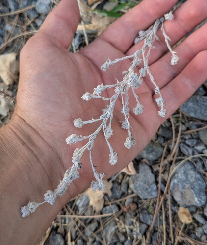 field fluffweed