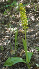Orchis punctulata