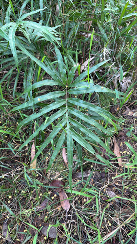 Pteris umbrosa observed 2026-09-02