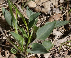 Viola ambigua