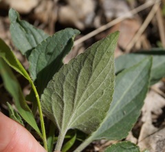 Viola ambigua