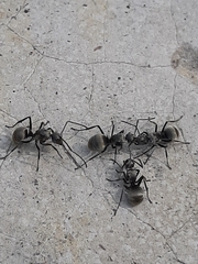 Polyrhachis wolfi