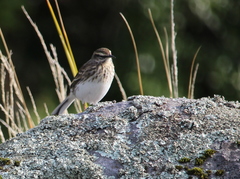 Anthus novaeseelandiae