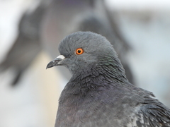 Columba livia domestica