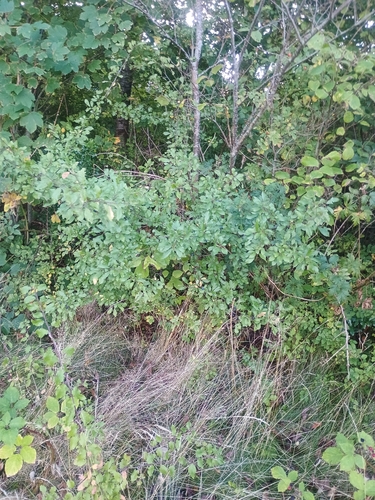 Blackthorn