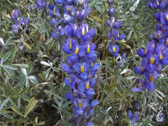 Lupinus tomentosus