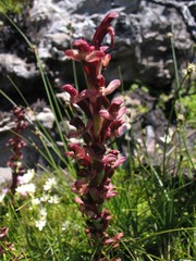 Disa ophrydea