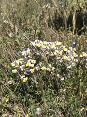 Triphysaria eriantha