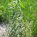 Euphorbia saratoi - Photo (c) Екатерина Краснова, μερικά δικαιώματα διατηρούνται (CC BY-NC)