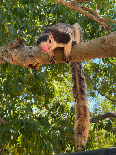 Sri Lankan Giant Squirrel