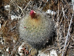 Matucana haynii herzogiana