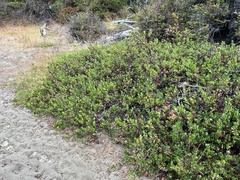 Arctostaphylos × media