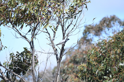Black-faced Cuckooshrike