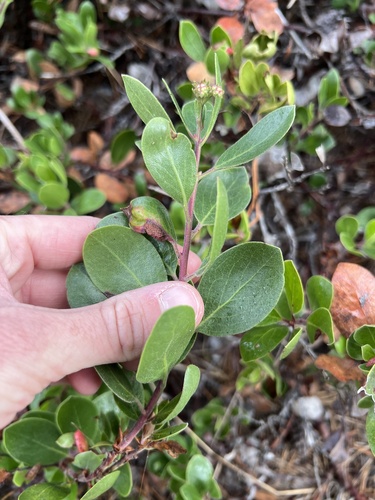 Arctostaphylos × media, photograph 1