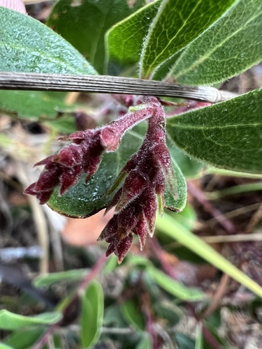 Arctostaphylos × media, photograph 2
