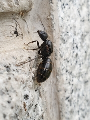 Camponotus japonicus