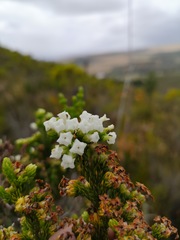 Erica denticulata