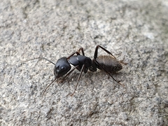Camponotus japonicus