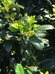 Gardenia jasminoides