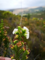 Erica denticulata