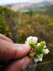 Erica denticulata