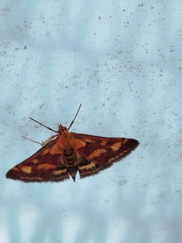 Common Crimson-and-gold Moth