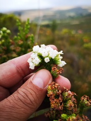 Erica denticulata
