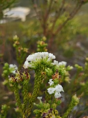 Erica denticulata