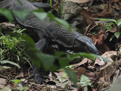 Varanus rudicollis observed 2026-09-01