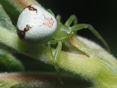 Ebrechtella tricuspidata