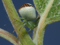Ebrechtella tricuspidata