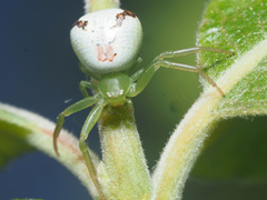 Ebrechtella tricuspidata