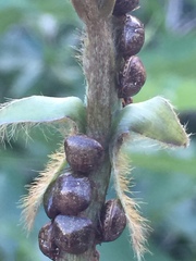 Megacopta punctatissima