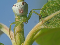 Ebrechtella tricuspidata