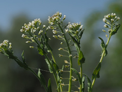 Lepidium campestre