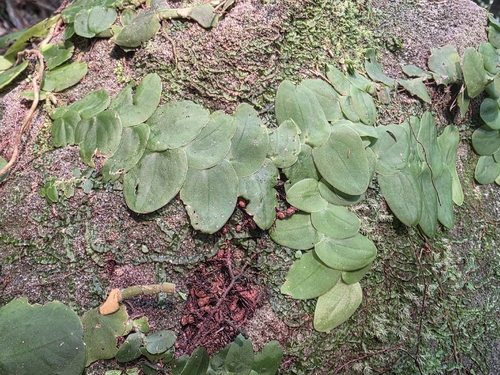 Rhaphidophora korthalsii observed 2026-09-01
