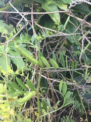 Vicia sativa nigra