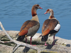 Alopochen aegyptiaca