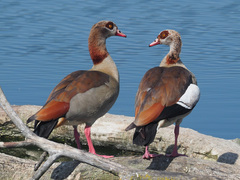 Alopochen aegyptiaca