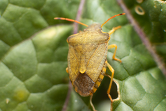 Peribalus strictus strictus