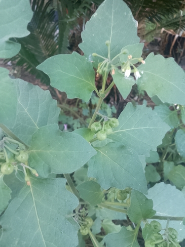 black nightshade
