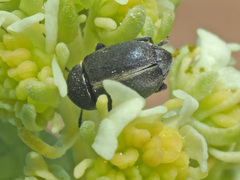 Bruchela suturalis