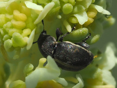 Bruchela suturalis