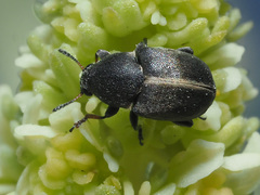 Bruchela suturalis