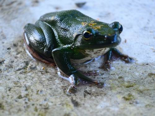Chinese Flying Frog