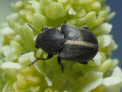 Bruchela suturalis