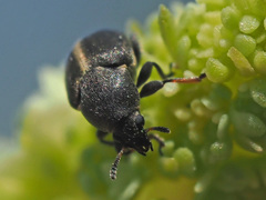 Bruchela suturalis
