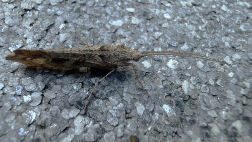 Mottled Sedge, 3925 Scherpenzeel, Nederland, photo 9 of 10