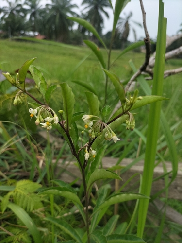twoleaf nightshade