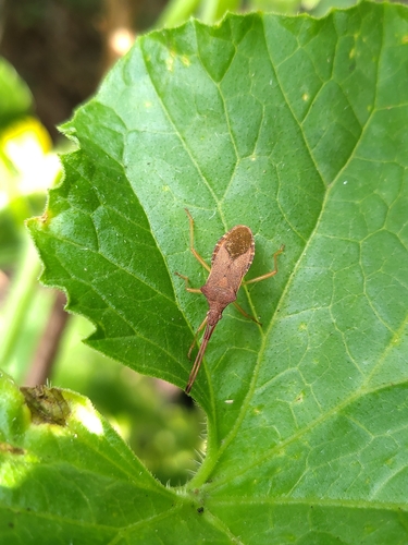 Box Bug